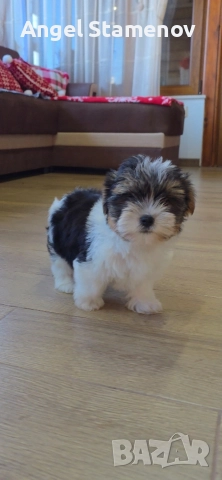 Йорки бивер териер,две момченца!, снимка 9 - Йоркширски териер - 52850201