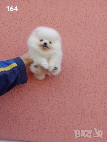 Бял мъжки Померан. Реални снимки !!!, снимка 3 - Померан - 52672403