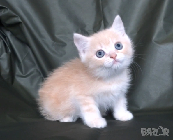 Британско късокосместо златисто котенце, снимка 3 - Британска късокосместа - 43400066