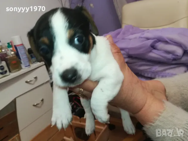 ДЖАК РЪСЕЛ БЕБЕТА-ПРОДАВАМЕ-РОДЕНИ 19/12/24г 2801250614, снимка 10 - Джак ръсел териер - 48857182