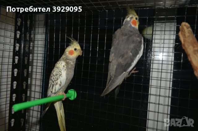Различни видове Папагали , снимка 12 - Папагали - 43486305