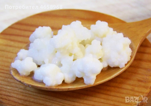 Кефирена гъба