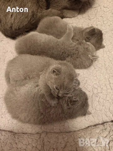 Британчета, снимка 7 - Британска късокосместа - 52557328