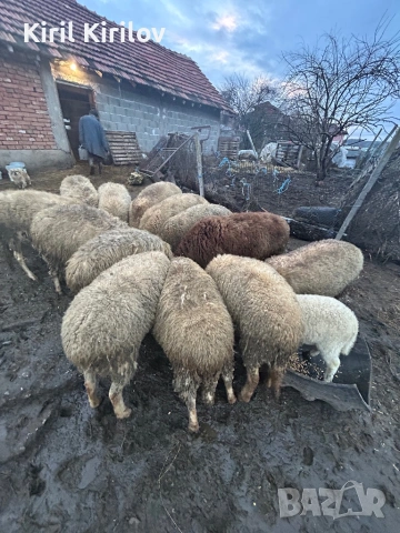 Продвам овце, снимка 4 - Овце - 53394544
