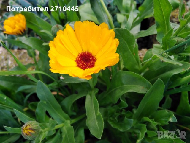 Семена от тагетис, невен, ирис, здравц, цветя, снимка 7 - Сортови семена и луковици - 42770469