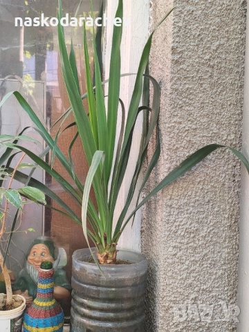 Юка - студоустойчиви големи растения в саксия , снимка 10 - Градински цветя и растения - 51692388
