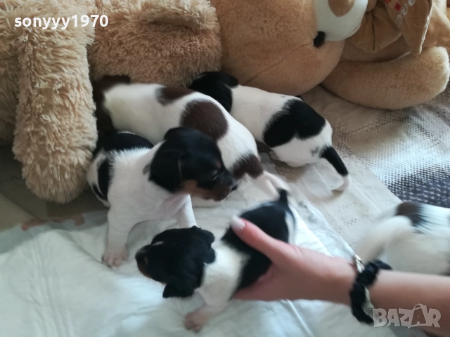 ДЖАК РЪСЕЛ СЛАДУРИ 250ЛВ ЗА КУТРЕ 1409250841, снимка 7 - Джак ръсел териер - 51706283