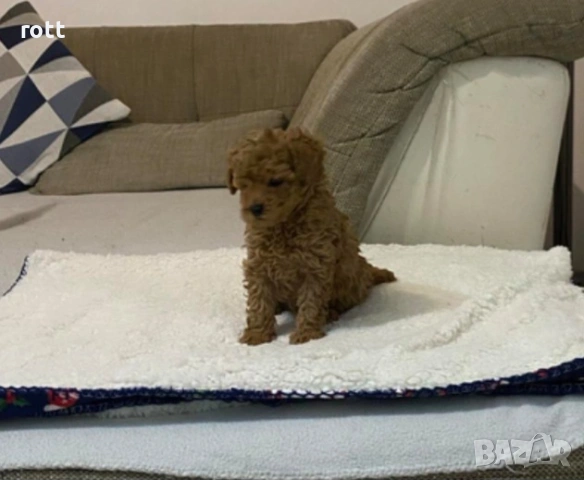 Той пудел, снимка 2 - Пудели - 53253852