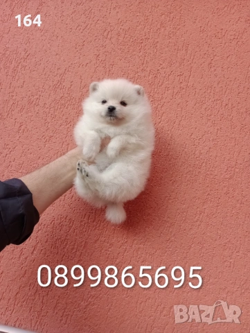 Женски Померани. Снимки от 18.02.26 г. , снимка 8 - Померан - 53518661