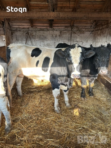 Продавам 5 Мъжки Телета, снимка 3 - Крави - 52661367