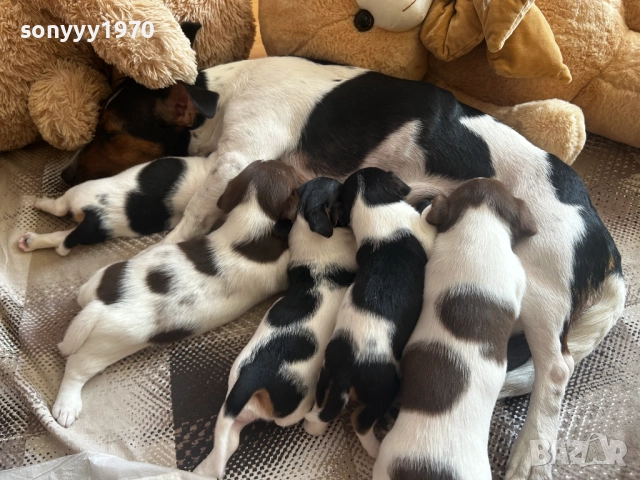 БЕБЕ ДЖАК РЪСЕЛ С 2 ВАКСИНИ И ПАСПОРТ 0611251740