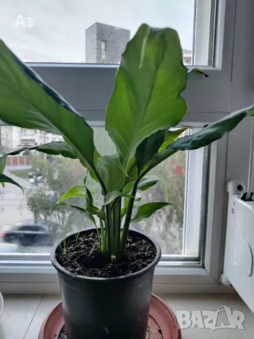 Цветя Спатифилум - в начало на цъфтеж, 6 броя налични, снимка 13 - Стайни растения - 47681002