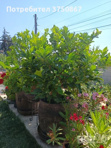 🌿🍋 Лимон – сорт с история над 100 
години, снимка 8 - Градински цветя и растения - 51028053