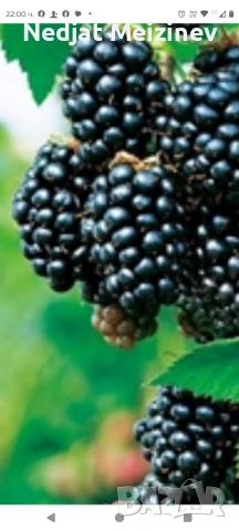 Бяла бреза, снимка 3 - Разсади - 50568007