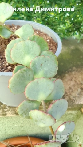 Седум Сиеболди - Японска коприна , снимка 8 - Стайни растения - 51656938