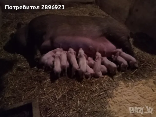 Малки прасенца, снимка 3 - Прасета - 48538310