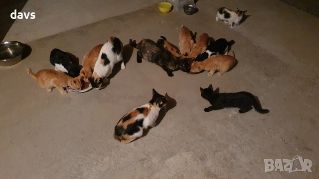 Малки котета – различни шарки, снимка 13 - Други - 51939189