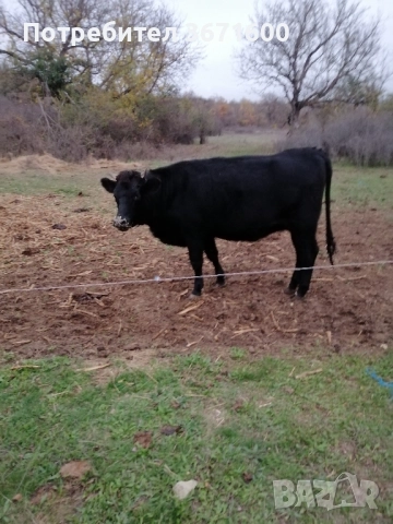Продавам Крава и теле