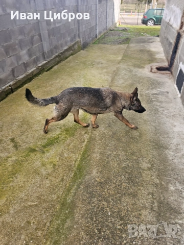 Сива немска овчарка , снимка 4 - Немска овчарка - 53475000
