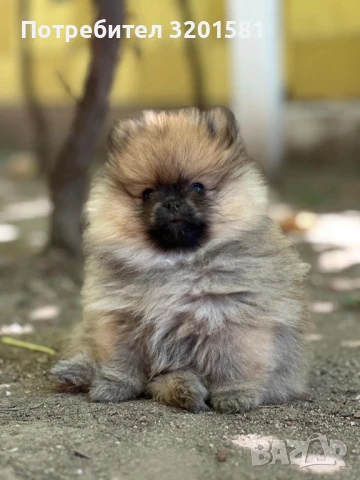 Померан, снимка 1