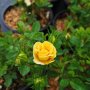 Мини рози, многогодишни, студоустойчиви!!, снимка 1 - Градински цветя и растения - 44126071