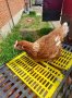 продавам кокошки носачки за яйца, снимка 1 - Кокошки и пуйки - 43003646