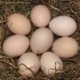 Бяло Брезе-оплодени яйца,_много добра носачка 250 _280 яйца до 70 грама с уникално вкусно месо , снимка 8