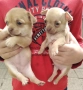 Чихуахуа кученце, снимка 2