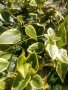 Винка Вариегата Зеленика 💥, снимка 1 - Градински цветя и растения - 28262060