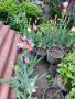 Красиви пролетни цветя-корда/перуника/ирис/германика, снимка 1 - Градински цветя и растения - 40875276