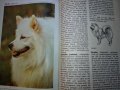 "Енциклопедия на кучето"-Германия, снимка 6