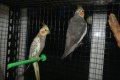 Различни видове Папагали , снимка 12