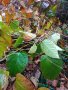 Japanese knotweed (Polygonum cuspidatum) Ресвератрол Емодин Полидатин, стоп на възпалението, снимка 2