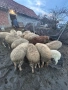 Продвам овце, снимка 4