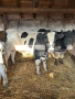 Продавам 5 Мъжки Телета, снимка 3