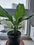 Цветя Спатифилум - в начало на цъфтеж, 6 броя налични, снимка 13