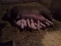 Малки прасенца, снимка 3