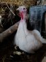 Продавам пуйки и пуешки яйца, снимка 6