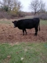 Продавам Крава и теле, снимка 1