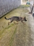 Сива немска овчарка , снимка 4