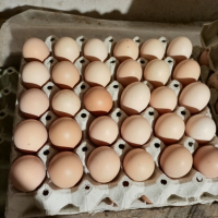кокоши яйца, яйца от домашни кокошки