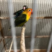 Продавам папагали неразделки , снимка 2 - Папагали - 40156012