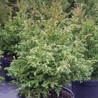 Cryptomeria japonica Jindai (Криптометия Джиндай), снимка 3 - Градински цветя и растения - 43759037