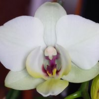 Орхидея фаленопсис Black eye, снимка 3 - Стайни растения - 39699375