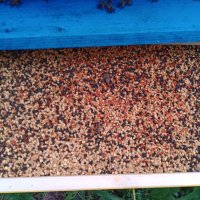 Пчелен прашец билков - реколта 2023, снимка 11 - Пчелни продукти - 14722628