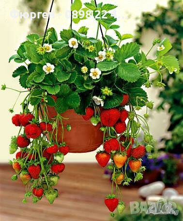 Ягода каскадна и целогодишна Растения засадени във висящи саксийки, снимка 1