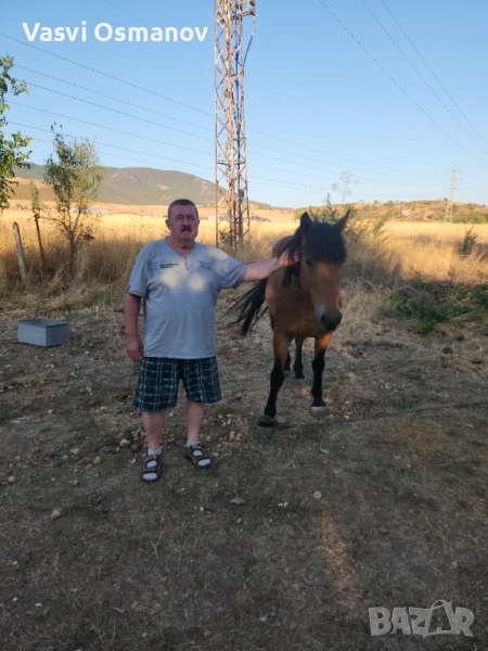 Продавам Кон на 10 г, снимка 1