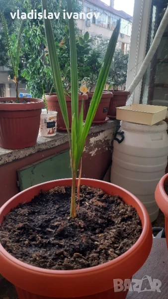 юбея чилийска винена палма , снимка 1