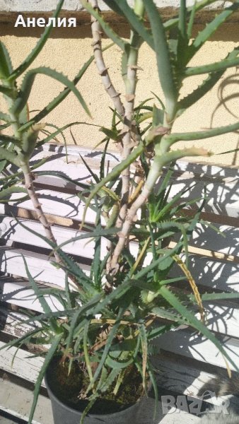 Aloe arborescens -Дървовидно алое 4 годишно, снимка 1