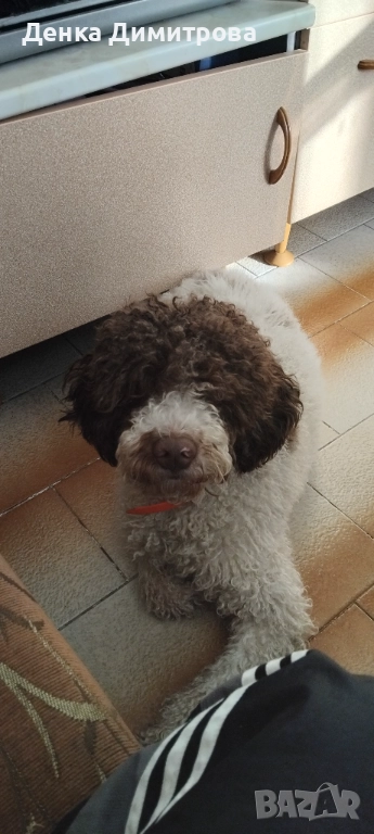 Лагото романьоло , снимка 1